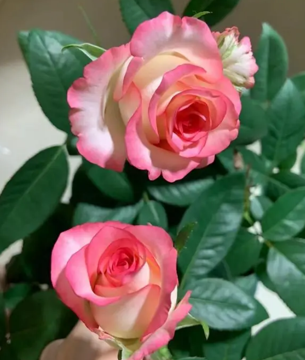 2024-05-16T07:13:05.png 2024-05-16T07:13:05.png