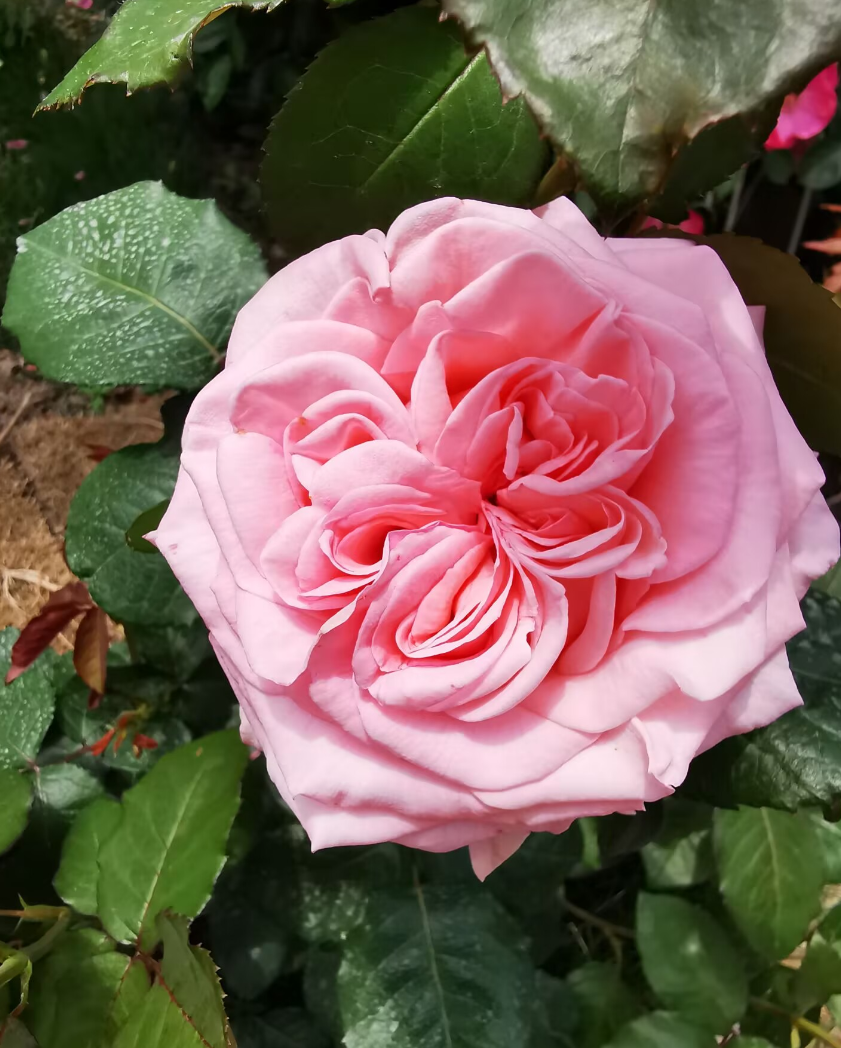 2025-05-08T02:10:19.png